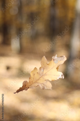 autumn leaves on a tree