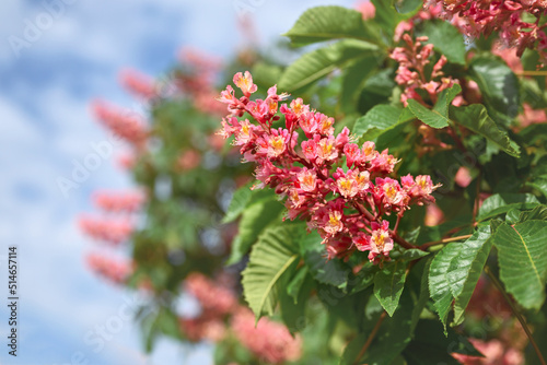 Natural spring background. Blooming pink chestnut against the blue sky, close-up. Blurred background with copy space.