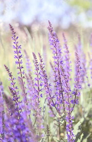 Summer herbal background. Wild purple flowers in the meadow  morning sun.
