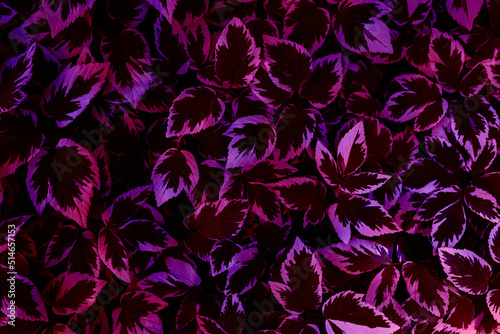 Natural texture of plants close-up. Purple plant background. Ecology concept  top view.