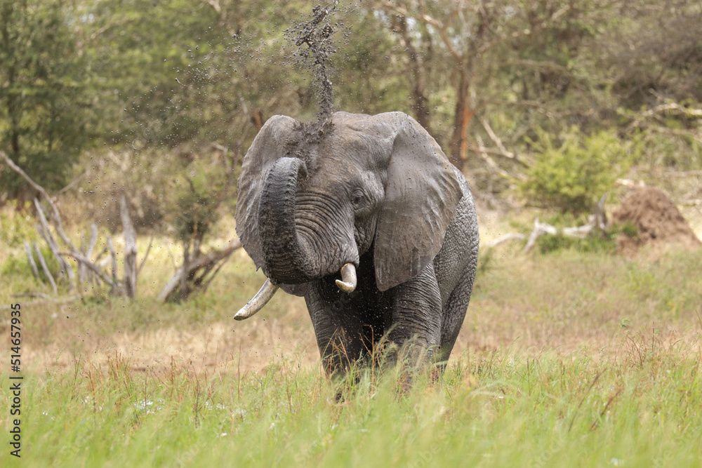African elephant spraying mud on himself