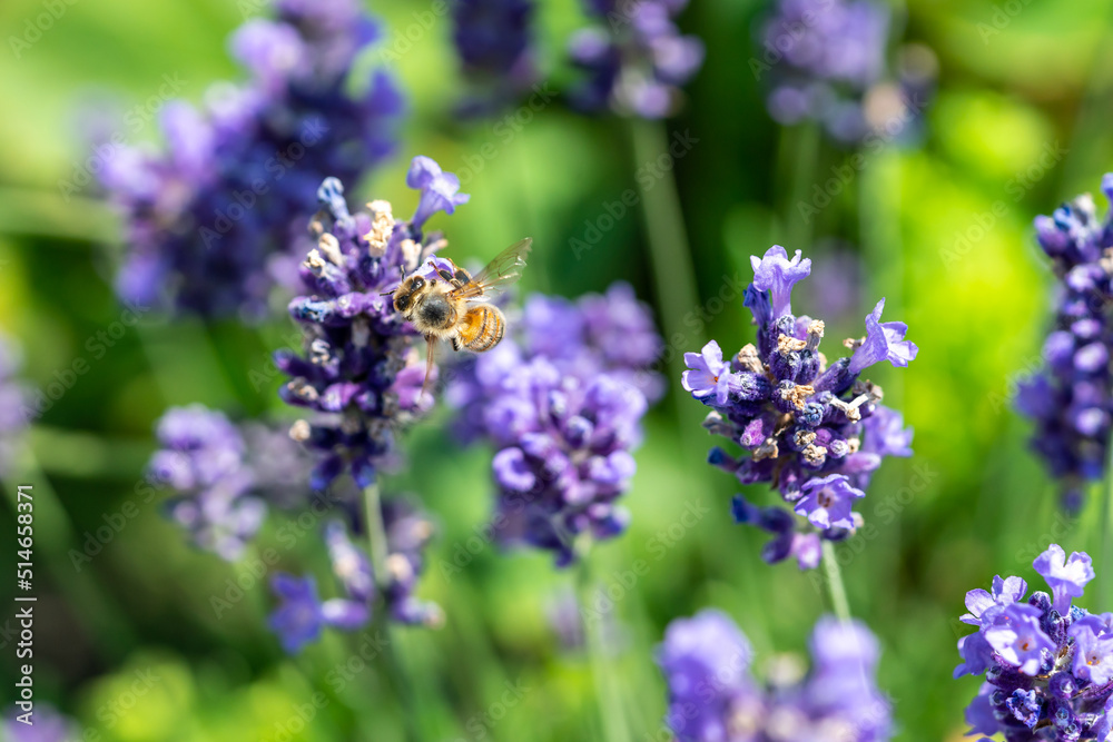 Obraz premium A bee collects pollen from a lavender flower