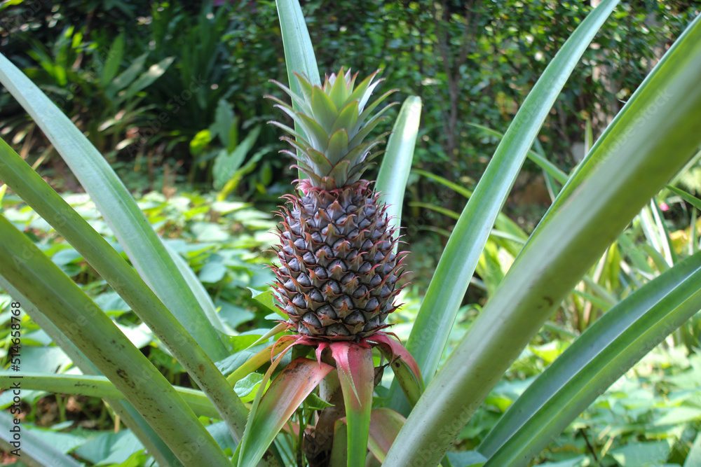 Pineapple tree grows wild in tropical nature Pineapple tree grows wild in tropical nature