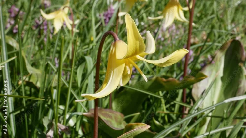 Blossoms of trout lily (Erythronium americanum) in spring time close up