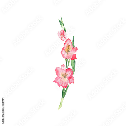 Fototapete Pink gladiolus flower