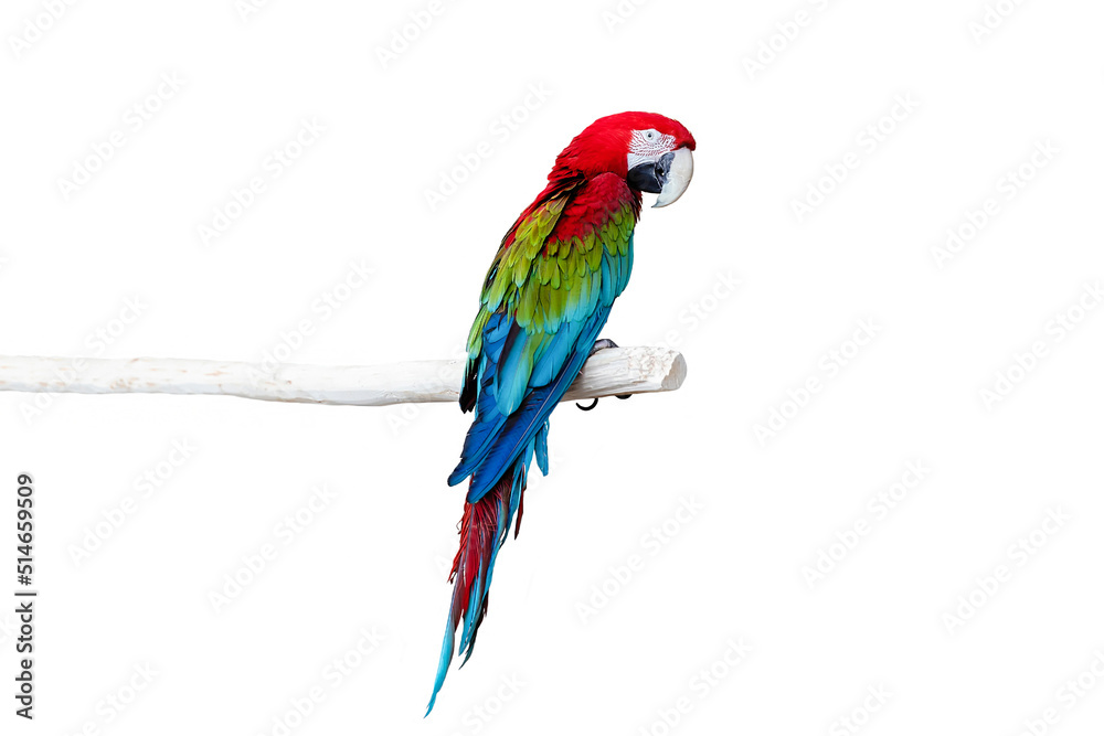 Macaw parrot is sitting on a branch. An isolated multicolored parrot sitting on a white tree branch. Thoroughbred bird