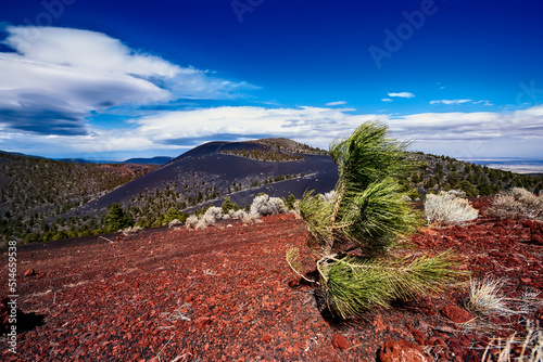 Fotografie Young Pine surviving the elements
