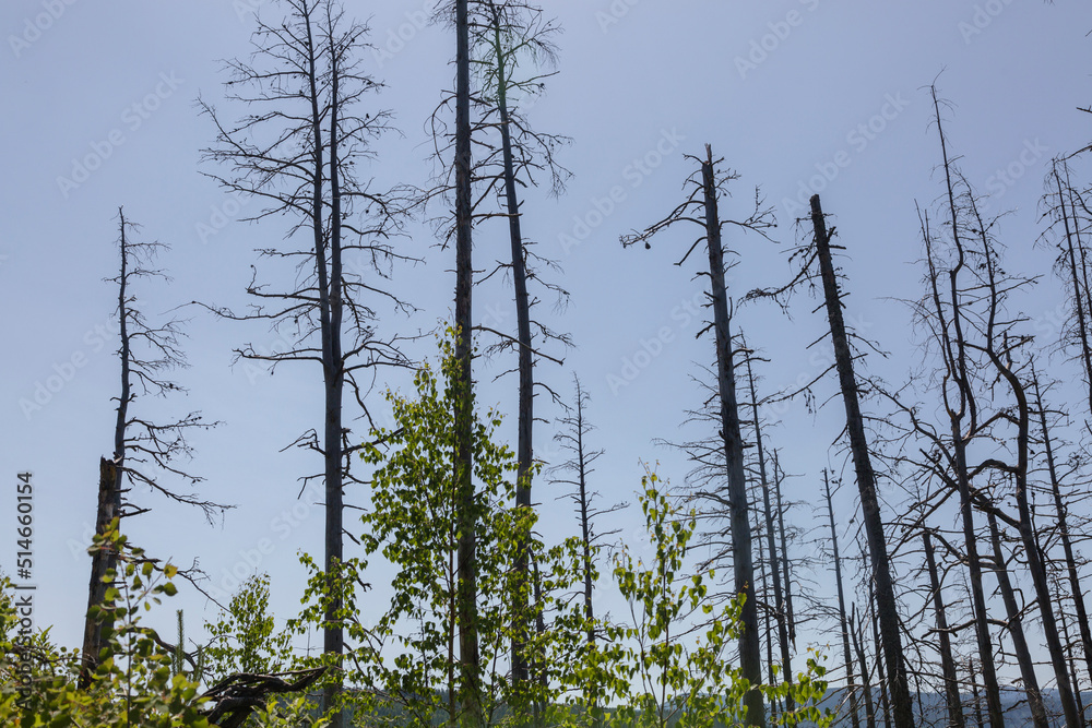 Obraz premium Dead old dry trees isolated on blue sky background