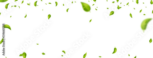 Green flying leaves frame. Leaf falling banner. Wave foliage ornament. Vegan, bio, eco, organic design element. Cosmetic pattern border. Fresh tea background. Beauty product. Vector illustration