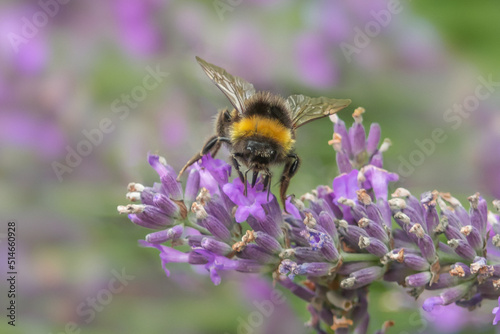 Bumble bee sitting on and pollinating purple lavender flowers