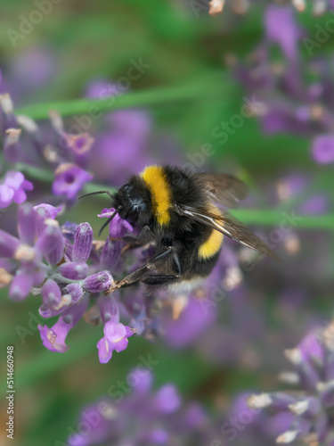 Bumble bee sitting on and pollinating purple lavender flowers