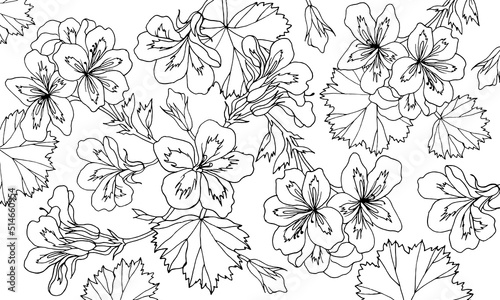 Decoration with flower geranium, pelargonium. Drawing vector. Floral background. Isolated hand drawn objects with geranium flower buds and leaf. Botanical linear style illustration on white background