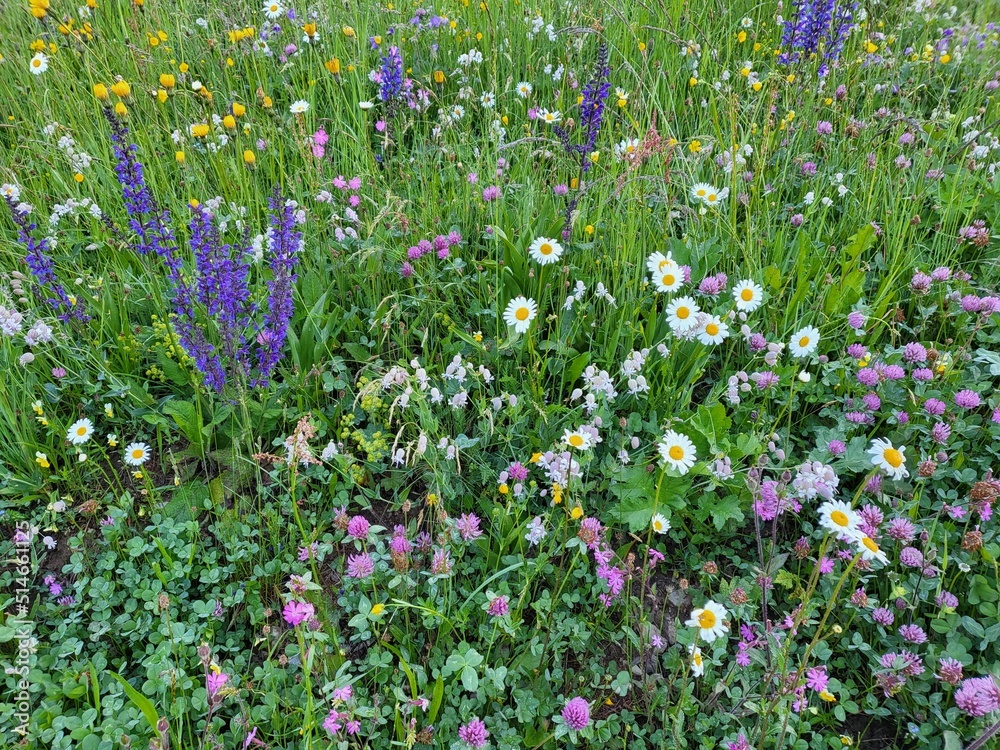 Blooming wild flowers in Val di Campo,, Poschiavo in Canton Graubunden, Switzerland.
Blooming wild flowers in Val di Campo,, Poschiavo in Canton Graubunden, Switzerland.