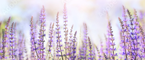 Summer or spring herbal banner. Wild purple flowers in the meadow, morning sun.