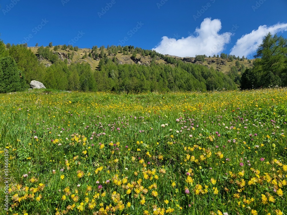 Beautiful summer landscape in Val di Campo, mountain village in Poschiavo, Canton Graubunden, Switzerland, with blooming wild flowers field.