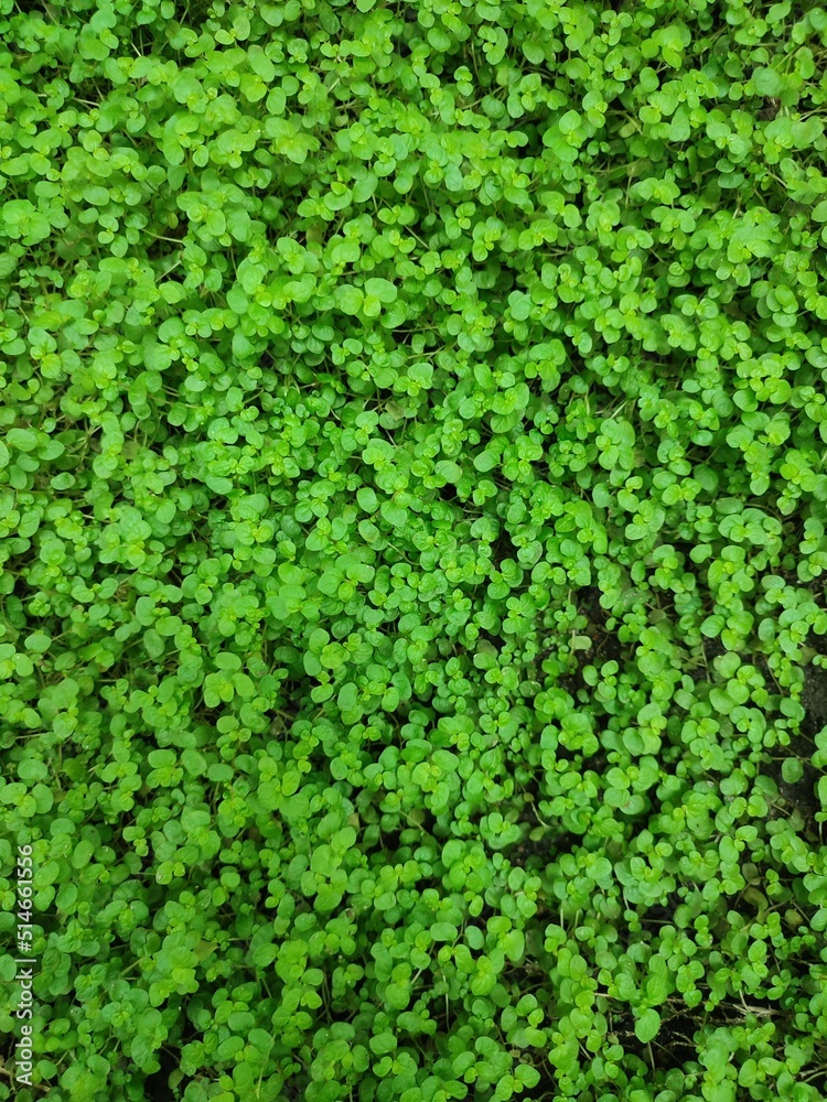 Many small green leaves as background and texture Many small green leaves as background and texture