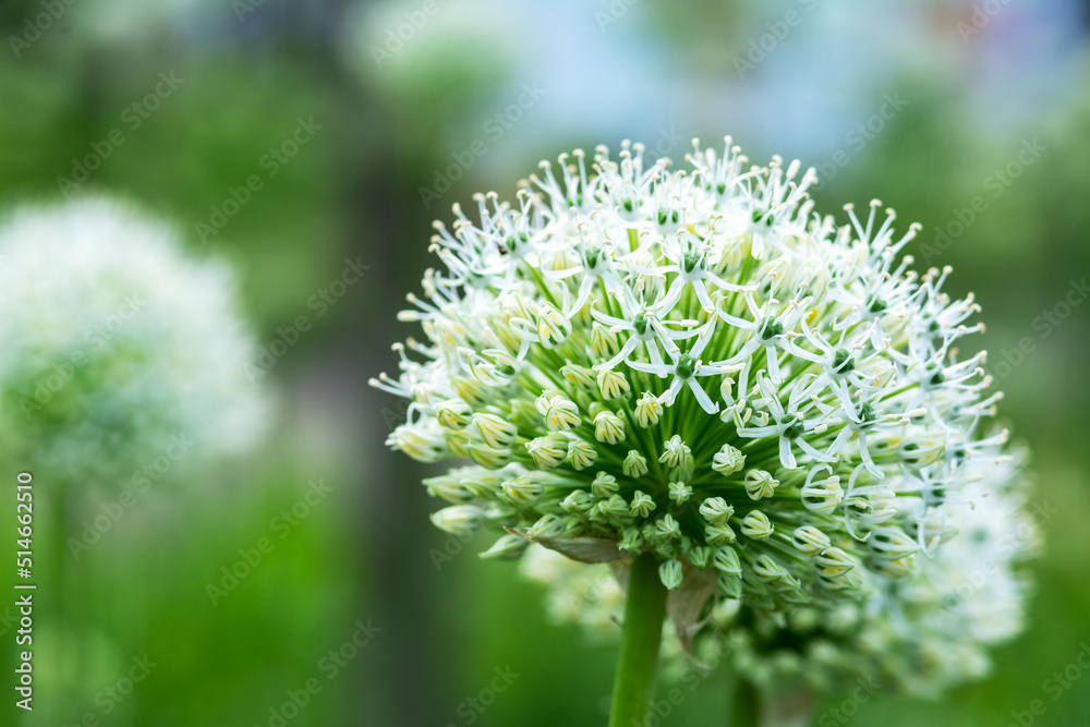 White allium flowers on the field close-up. Blooming decorative giant onions on the lawn in the park White allium flowers on the field close-up. Blooming decorative giant onions on the lawn in the park
