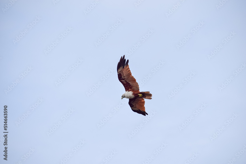 Obraz premium The auspicious eagle in flight.