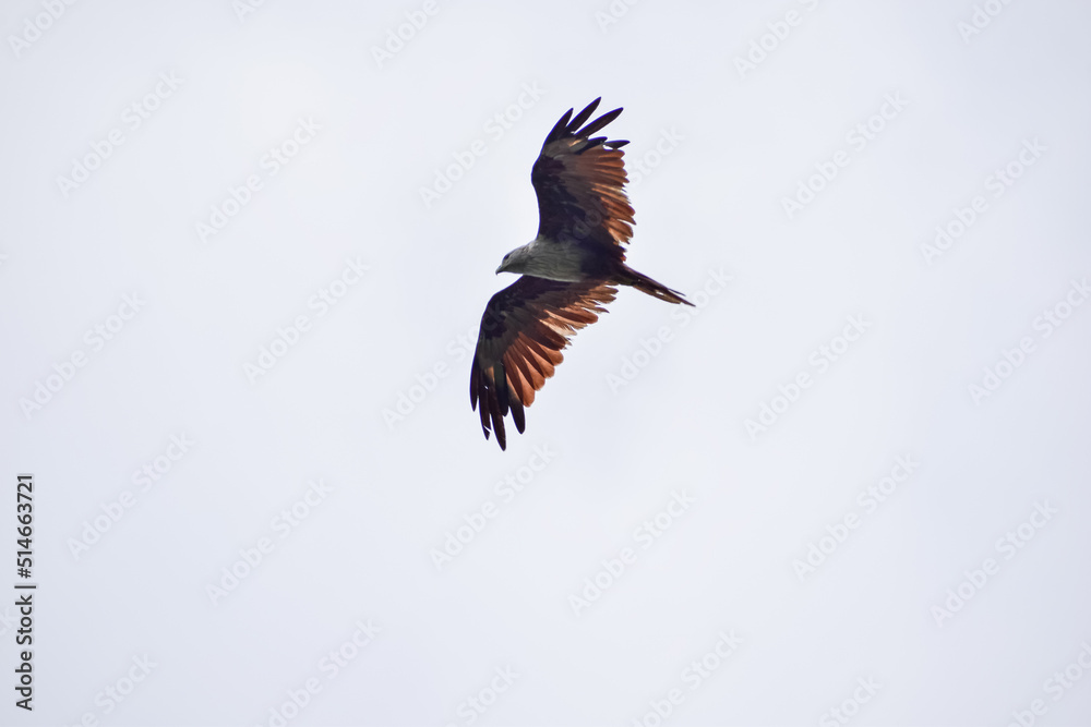 Obraz premium The auspicious eagle in flight.