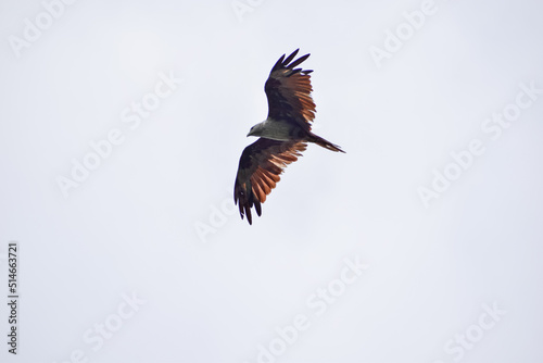 The auspicious eagle in flight. © Jobin