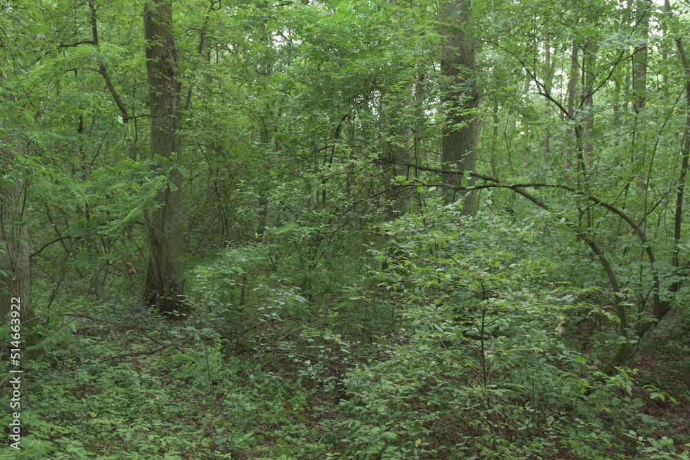 Obraz premium Dark, mysterious forest does not show its secrets on a sunny day. Summer.