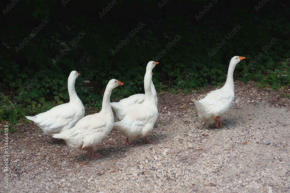 Four white geese follow one male goose who leads them along a beautiful country road decorated with green vegetation. Summer green rural farm landscape. Four white geese follow one male goose who leads them along a beautiful country road decorated with green vegetation. Summer green rural farm landscape.