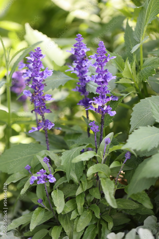 mealycup sage flowers in deep blue