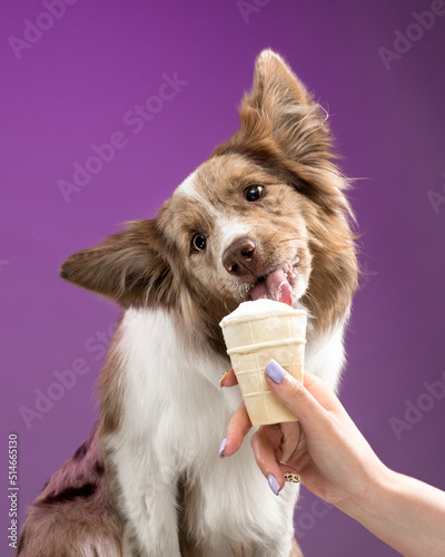 Dog eats ice cream, studio shot