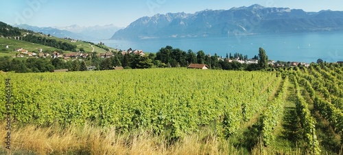 Wallpaper Mural Les terrasses du lavaux Torontodigital.ca