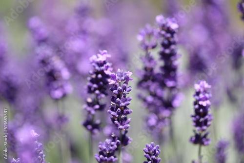 lavender flowers in vibrant purple