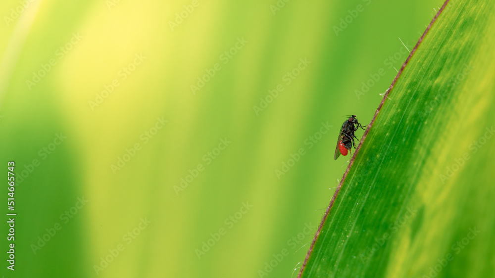leśny owad siedzący na zielonym liściu - obrazy, fototapety, plakaty 