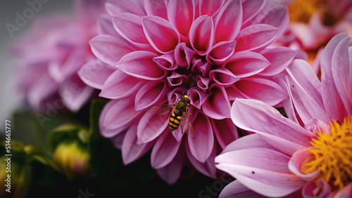mucha owad na purpurowych kwiatach
