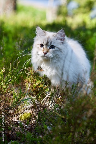 Purebred Neva masquerade kitten. Tabby pointed with blue eyes