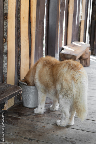 a furry husky dog drinks water from a bucket in a kennel