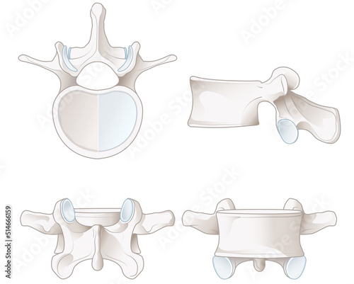 Healthy lumbar vertebrae. Different views. Labeled illustration photo