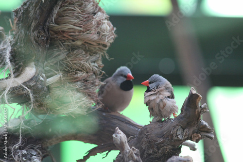 A pair of Poephila acuticauda long-tailed finches pause for a moment in between calling a rapid chip and snacking on grains and seeds photo