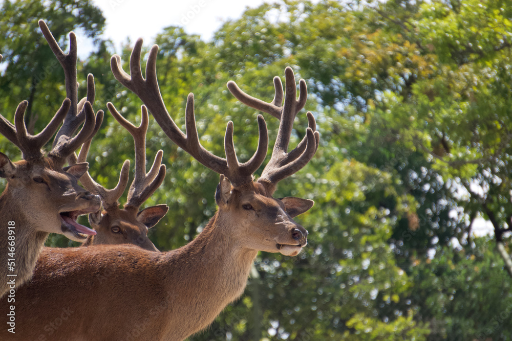 Deer with its characteristic antlers Deer with its characteristic antlers