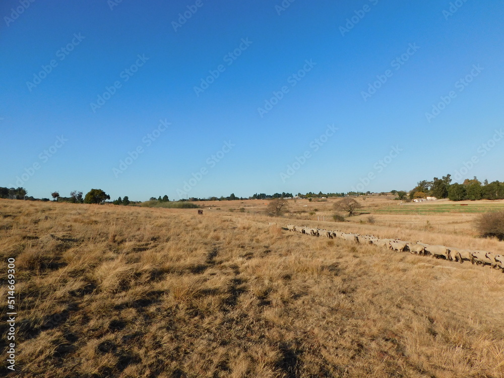 A herd of Hampshire Down sheep walking in a line through golden winter's grasslands under a clear blue sky