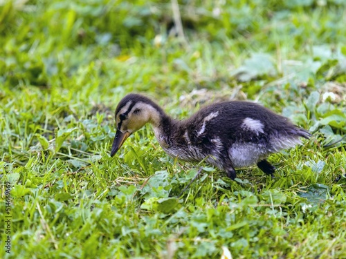 young female mallard duck  Anas platyrhynchus 