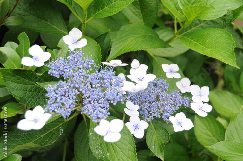 lilac flowers