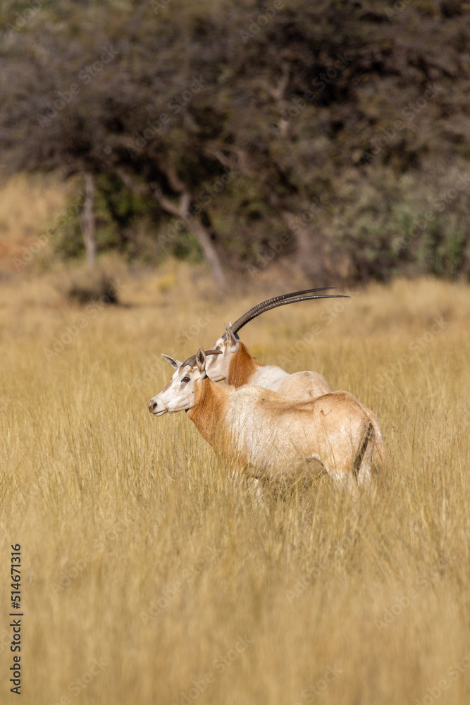 Fototapeta premium Scimitar Oryx, Scimitar-horned Orb or Sahara Oryx on a game farm in South Africa