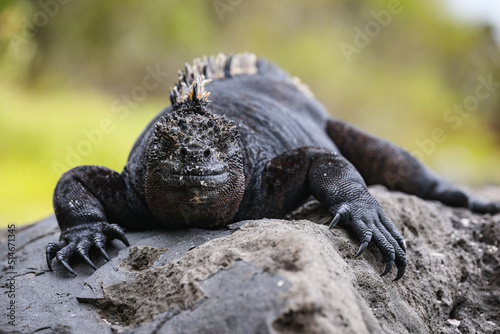 Marine iguana laying on lava rock, Galápagos