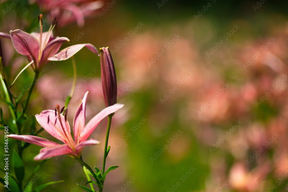 Fototapeta premium Several pink lilies in the garden.