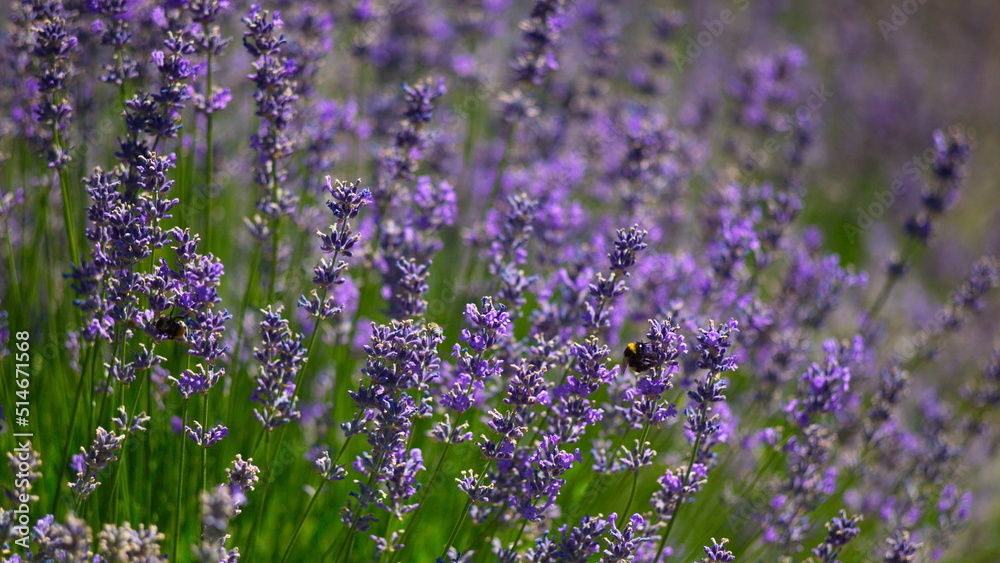 Fototapeta premium Several bushes of lilac lavender in the garden.