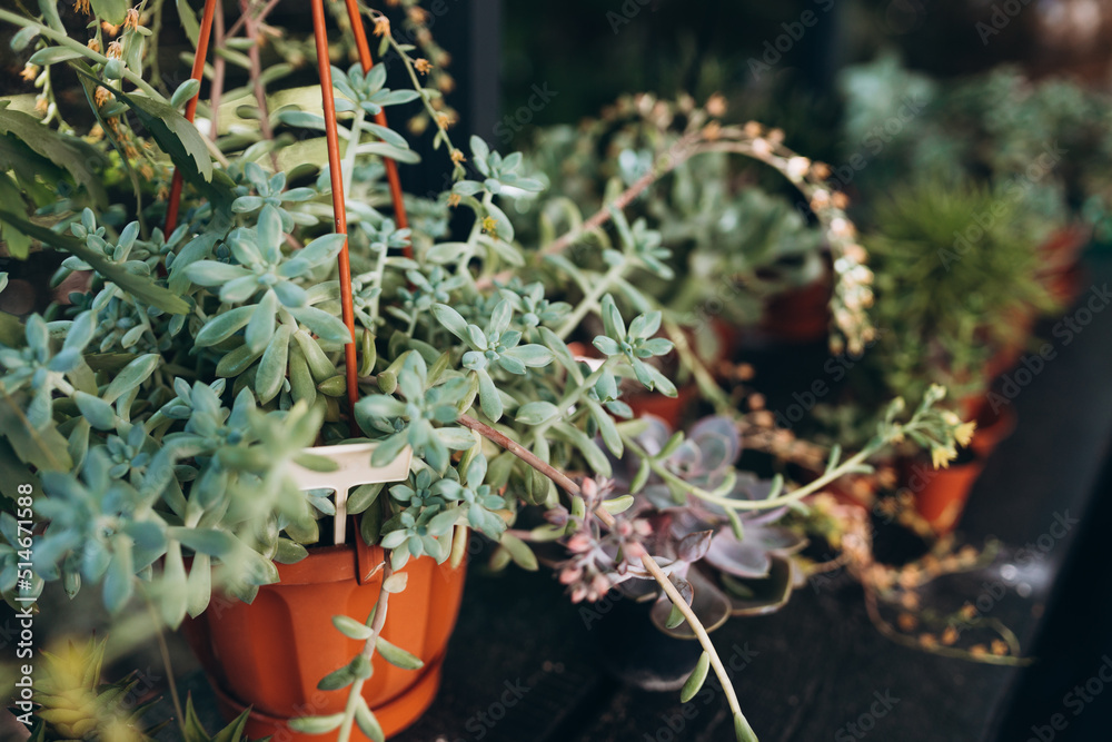 Fototapeta premium Plant background. Cactus succulents in a planter. Floral arrangement. Blooming Echeveria
