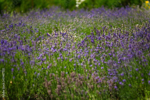 Several bushes of blue lavender in the garden.