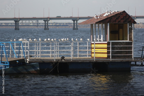 A flock of river gulls sits on the railing against the background of the river.