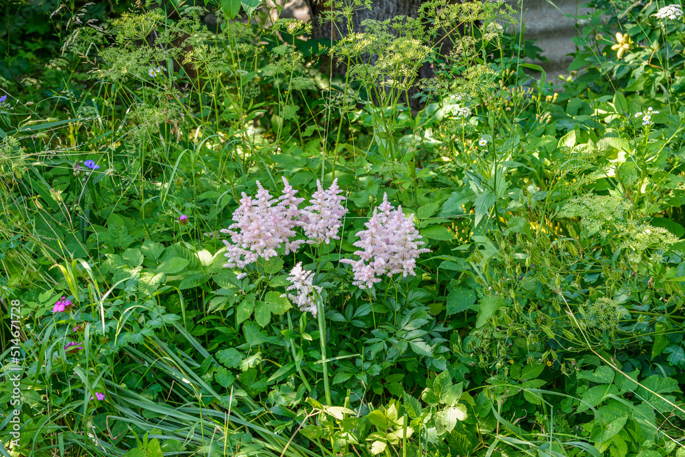 Obraz premium pink astilbe flowers close up in summer garden.