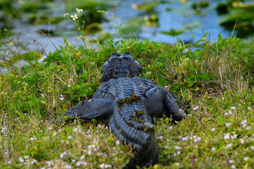 Alligator seen from the back photo