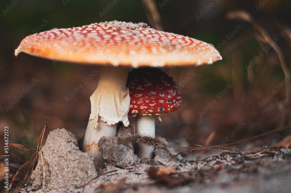 Two poisonous mushrooms, macro-photography of the fly agaric Two poisonous mushrooms, macro-photography of the fly agaric